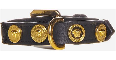 versace dog collar
